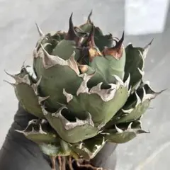 多肉植物 アガベ チタノタ 烈焔 美株 大株 発根済 - メルカリ