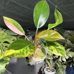 断捨離中❣️(*´-`)様 リクエスト 2点 まとめ商品