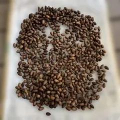 かやの実　約800g