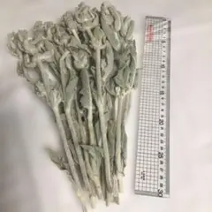 ラムズイヤー　ドライフラワー　15本　　無農薬　　1