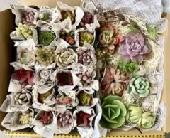 多肉植物セット(カット苗・発根済苗混合)