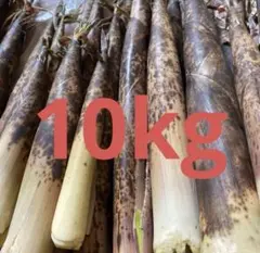 朝掘りたけのこ 10kg 産地直送 | Mercari