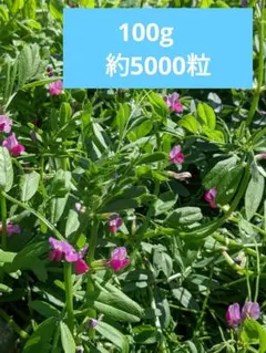2026年最新】カラスノエンドウの人気アイテム - メルカリ