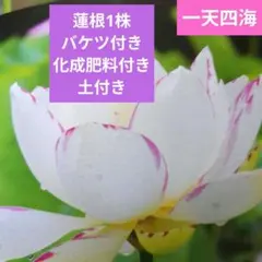 期間限定【初心者向け花蓮】バケツごと発送、水を入れるだけで開花します。のサムネイル