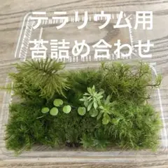 テラリウム用　苔詰め合わせ　S-1のサムネイル