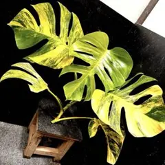 ②⭐️大型　オーレア⭐️ 黄緑　モンステラ　トップカット　マダラ　イエローマリリン モンステラデリシオーサイエローマリリン( Monstera Deliciosa