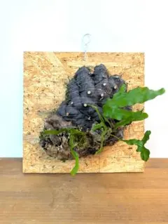 2025年最新】ビカクシダの人気アイテム - メルカリ