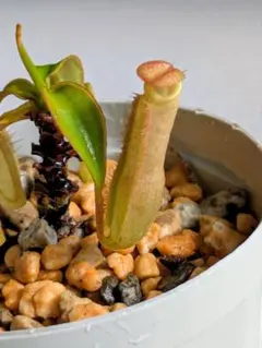ウツボカズラ ネペンテス ヒスイ 狂気令嬢 5年物 観葉植物 - メルカリ