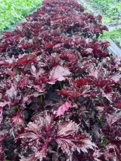 ③栃木県産 赤紫蘇【葉茎穂先付き】200gのサムネイル