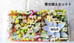 多肉植物 カット苗 寄せ植えセットF