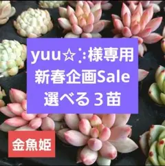 【yuu✩︎⡱様専用新春企画選べる３苗】抜き苗★エケベリア★多肉植物★寄せ植え