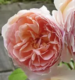 ★バラ苗 薔薇挿し木苗 廃盤ER アブラハムダービー★