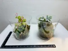 aco様 リクエスト 2点 まとめ商品