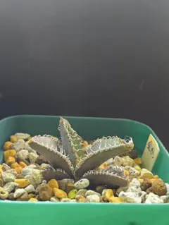 2026年最新】金蟾 アガベの人気アイテム - メルカリ