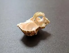 Item thumbnail for item 2517b1f6-a86d-4062-be71-10e853fd699e