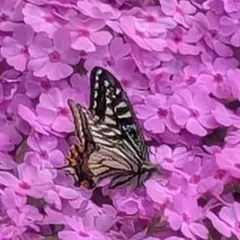 まゆみ様 リクエスト 10点 まとめ商品