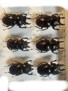 2025年最新】昆虫+標本の人気アイテム - メルカリ