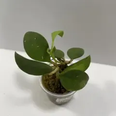 まっちゃん様 リクエスト 2点 まとめ商品