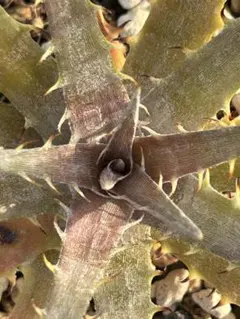 ディッキア ビルベイカー Dyckia tracking code FHH - メルカリ