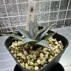 羅本製所 gray turtle Agave アガベ ozwrt - メルカリ