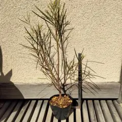 サクラム様 リクエスト 2点 まとめ商品　まとめ値引き済です。