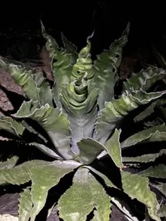 2026年最新】アガベ 親株の人気アイテム - メルカリ