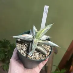 2026年最新】サンセベリア 希少の人気アイテム - メルカリ