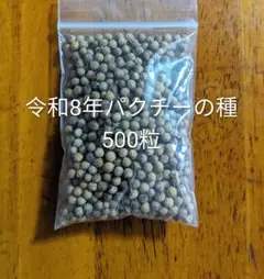農薬不使用パクチーの種500粒