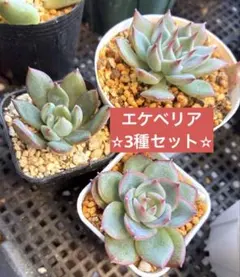 ꫛꫀꪝ✨❖多肉植物『エケベリア3種セット』