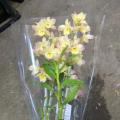 水鏡様 リクエスト 4点 まとめ商品