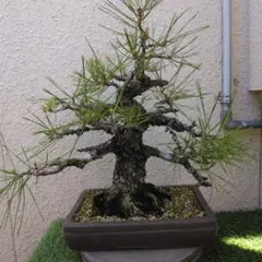 黒松盆栽、樹高55cm。古木感のある美しい幹。大幅なお値下げ交渉可能