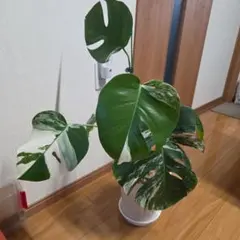 発根済❗️葉4枚 Monstera White Mint OC 斑入り モンステラ - メルカリ