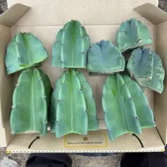 15本セット価格 柱サボテン ドライガーデン ロストラータ サボテン