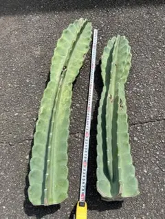 柱サボテン　鬼面角　2本のサムネイル