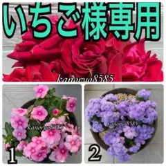 いちご様専用 1と2