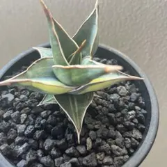 2025年最新】ピングイキュラ 斑入りの人気アイテム - メルカリ