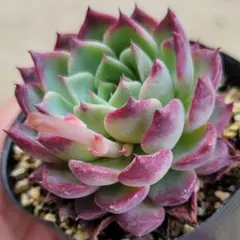 多肉植物…エケベリア♬*°レア苗！洋紅蓮華♡花芽付き♡匿名配送 797eeca2d8a69a52f76bb2d0d758ee エケベリア・セダム