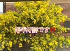 ミモザアカシア　フレッシュ　ネコポスぎゅうぎゅう詰め（ローズマリーオマケ付き）