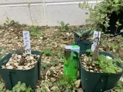 オペルクリカリア パキプス 根挿し 2株セット ①のサムネイル