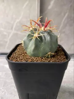 2026年最新】フェロカクタスの人気アイテム - メルカリ