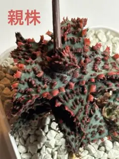 種子出品】アロエハイブリッド タイガークロウ×グロリアスドラゴン 10