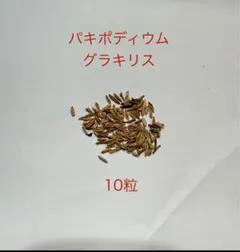 パキポディウム グラキリス種子10粒 - メルカリ