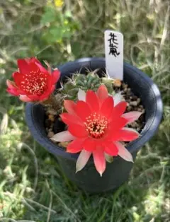 11-紅梅 超人気 花サボテン メディオロビビア カキコ - メルカリ