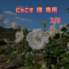 にゃこす(ΦωΦ)様 リクエスト 3点 まとめ商品