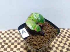 2026年最新】品種名：カンアオイ その他観葉植物の人気アイテム - メルカリ