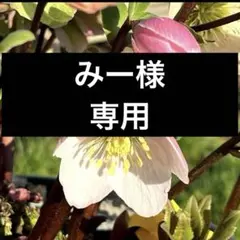 みー 様専用　クリスマスローズ　ポット発送