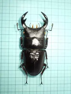 2025年最新】オオクワガタ標本の人気アイテム - メルカリ