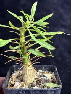 2026年最新】フォークイエリアプルプシーの人気アイテム - メルカリ