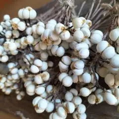 ナンキンハゼの実　ドライフラワー