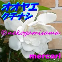 チャーグロッド様 リクエスト 2点 まとめ商品